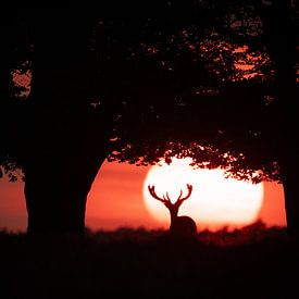 Cerf élaphe au coucher du soleil. sur Alex Pansier