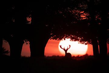 Cerf élaphe au coucher du soleil. sur Alex Pansier