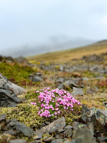 Bedekking van de stenen