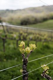 Starting green of a wine grape. by Pasquale Langerak