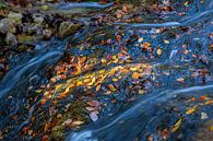 Spot lumineux sur des feuilles d'automne dans un ruisseau de montagne par Manfred Schmierl Aperçu