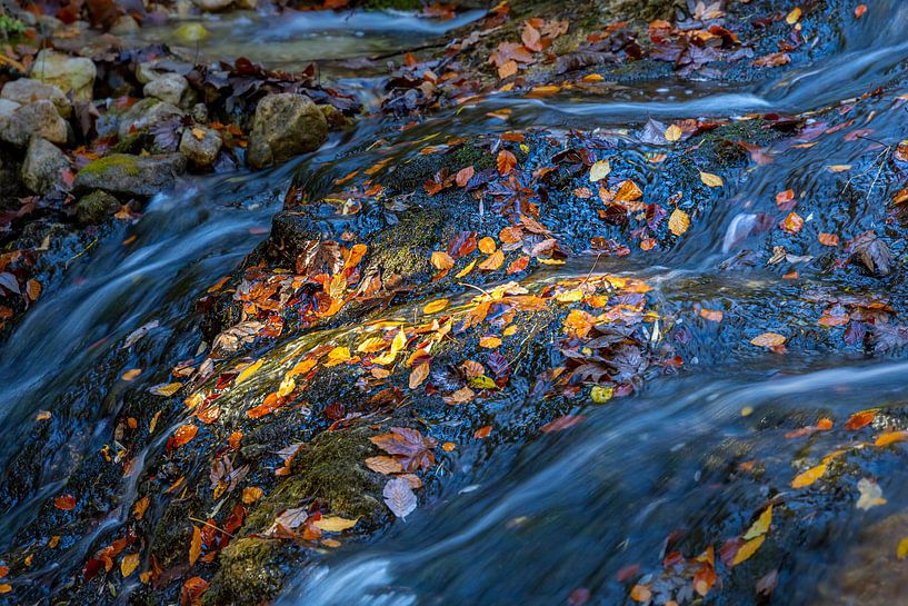 Spot lumineux sur des feuilles d'automne dans un ruisseau de montagne par Manfred Schmierl