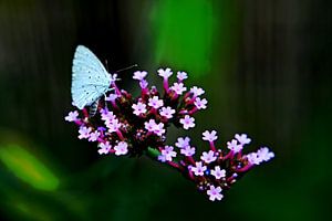 Blau auf Rosa.