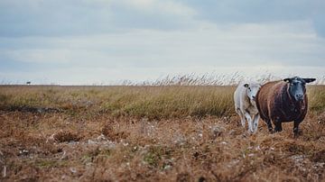 La mer des Wadden - 9 sur Rob van der Pijll