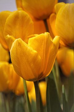 Tulpen van Rob Boon