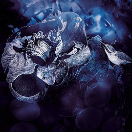 Blick über die bunte Kamelie von Helga Blanke