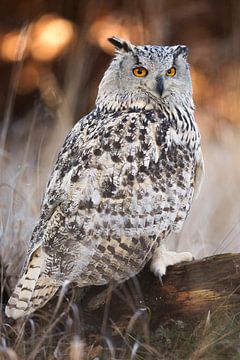 Eagle owl in the forest by Nature in Stock
