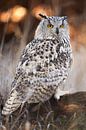 Eagle owl in the forest by Nature in Stock thumbnail