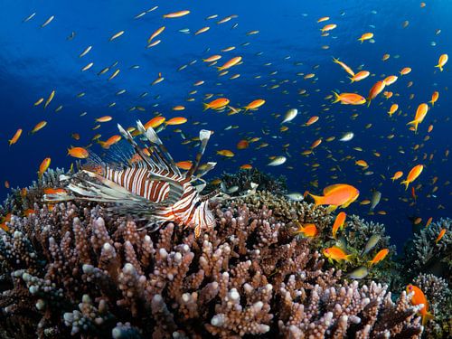 Explosion of fish in the Red Sea