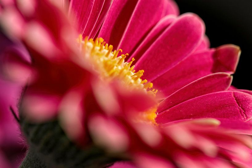 Gerbera von Rob Boon