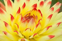 Dahlia Isadora
