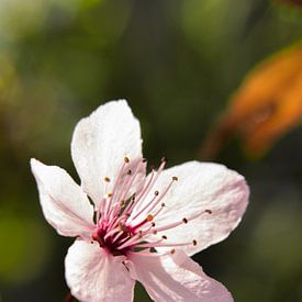 Licht roze bloem van Jasmijn Otten