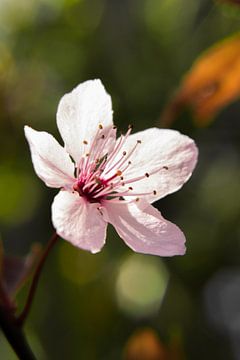 Licht roze bloem van Jasmijn Otten