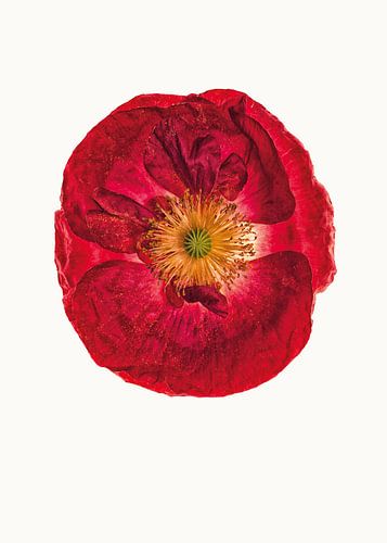 Rariteitenkabinet_Klaproos_03