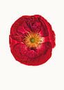 Curiosity Cabinet_Poppy_03 by Marielle Leenders thumbnail