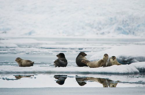 Des phoques sur un lac en Islande