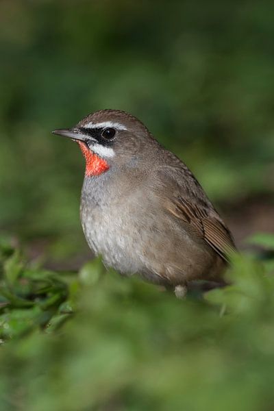 Rubinkehlchen ( Luscinia calliope ), wunderschön gefärbtes Männchen, sitzt im Grün auf dem Boden, se van wunderbare Erde