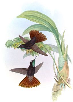 Koperachtige staart, John Gould van Hummingbirds