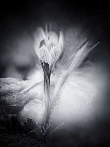 messager du printemps