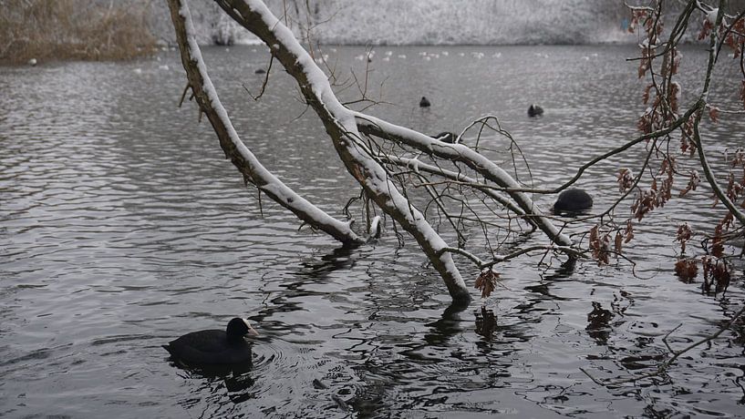 Sneeuwseizoen. van fotograaf chaimaa