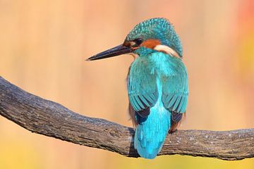 IJsvogel links kijkend van Dennis Bresser