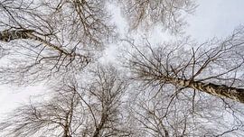 Cimes des arbres sur Christa Kramer