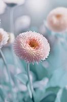 Bellis flower