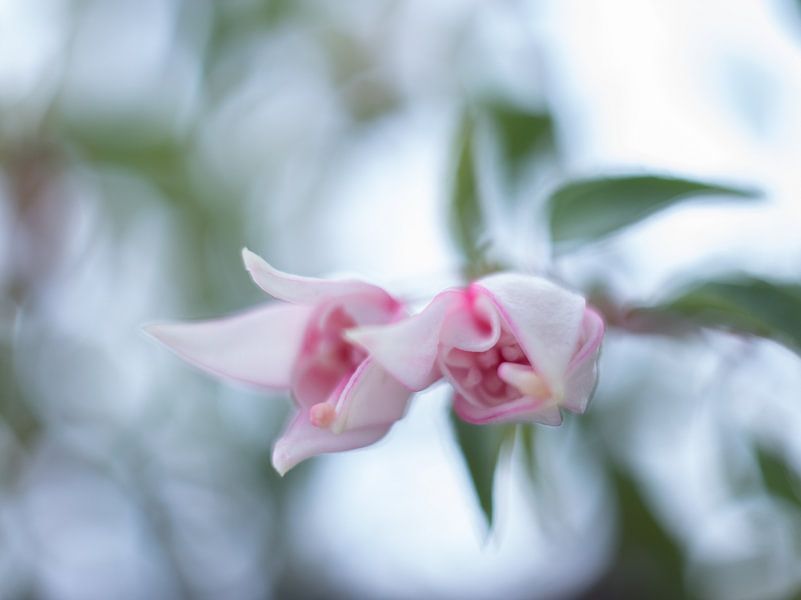 Fuchsie von Minie Drost