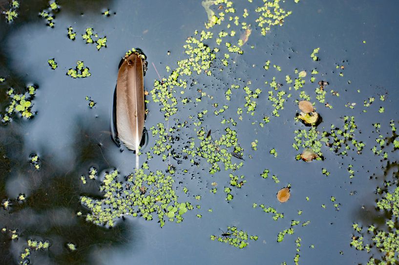 Plume légère, plume flottant entre les lentilles d'eau (2) par Anne Hana