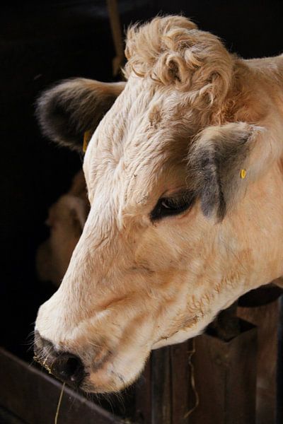 Le regard curieux d'une vache à boucles par Foto Moments by M. J. Leenders