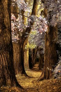 Fairies First