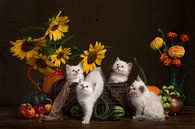August. A still life with kittens, flowers and pumpkins. by Elles Rijsdijk thumbnail