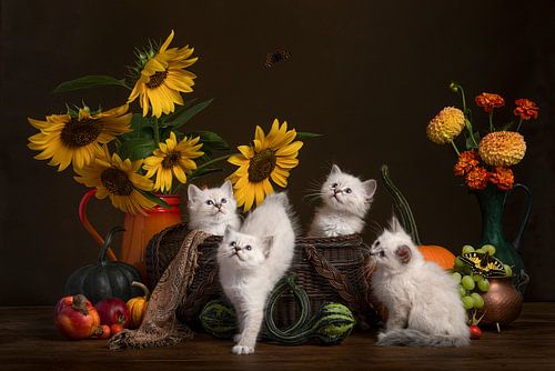 Août. Une nature morte avec des chatons, des fleurs et des citrouilles.