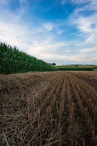 Geoogst graanveld tussen groene maïsvelden in de zomer
