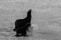 Seals at Cape Cross (Namibia)