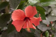 Rode Hibiscus Bloem von Tim Abeln Miniaturansicht