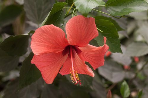 Rode Hibiscus Bloem