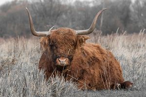Schottischer Highlander ruht sich aus