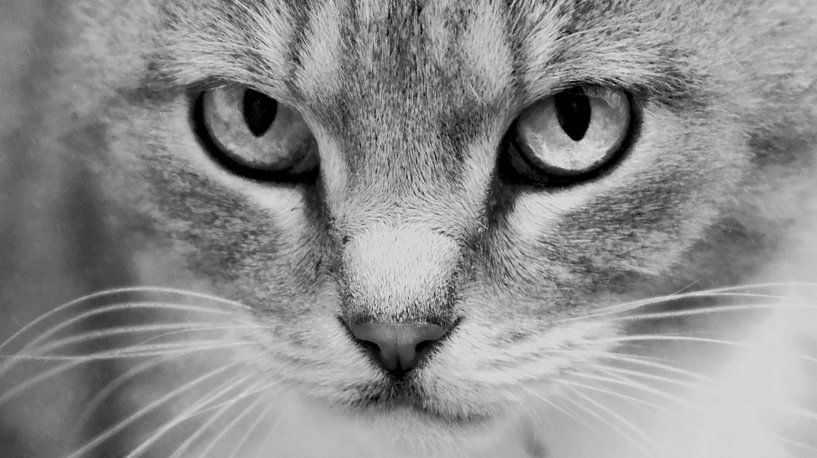 Cat's eye by Kirsten Warner