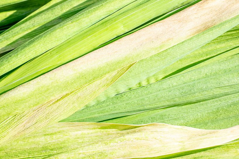 Green leaves by Ed Oud