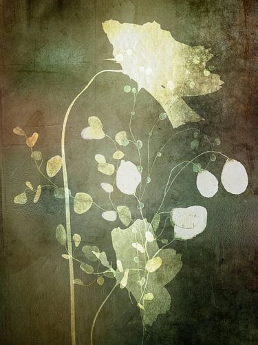 Collage van klaprozen en judaspenning, Serie Botanische kunst