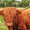 Schotse Hooglander  in close up van Patricia Hofmeester