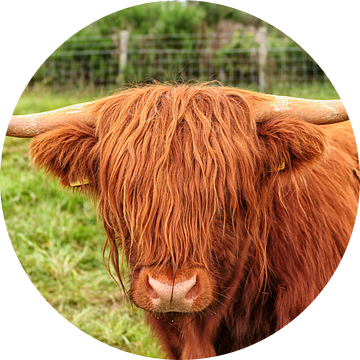 Schotse Hooglander  in close up