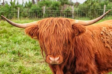 Scottish Highlander in close up by Patricia Hofmeester