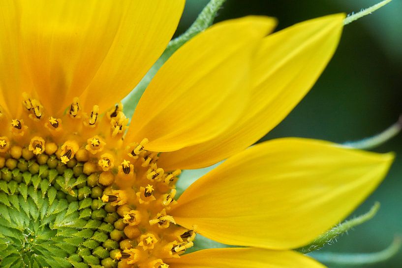 Tournesol par Ad Jekel