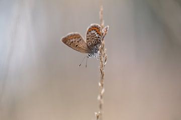 Heideblauwtje - klein vlindertje- een harmonieuze sfeer van Esther Maria