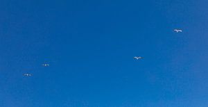Les mouettes sur la côte
