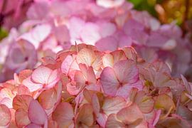 Watercolour Hydrangeas