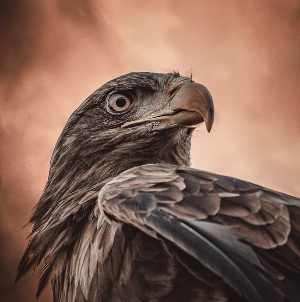 Et ses yeux disent tout.... par Natascha Worseling