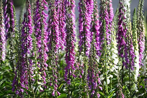 Wilde Blumen von Rini Kools